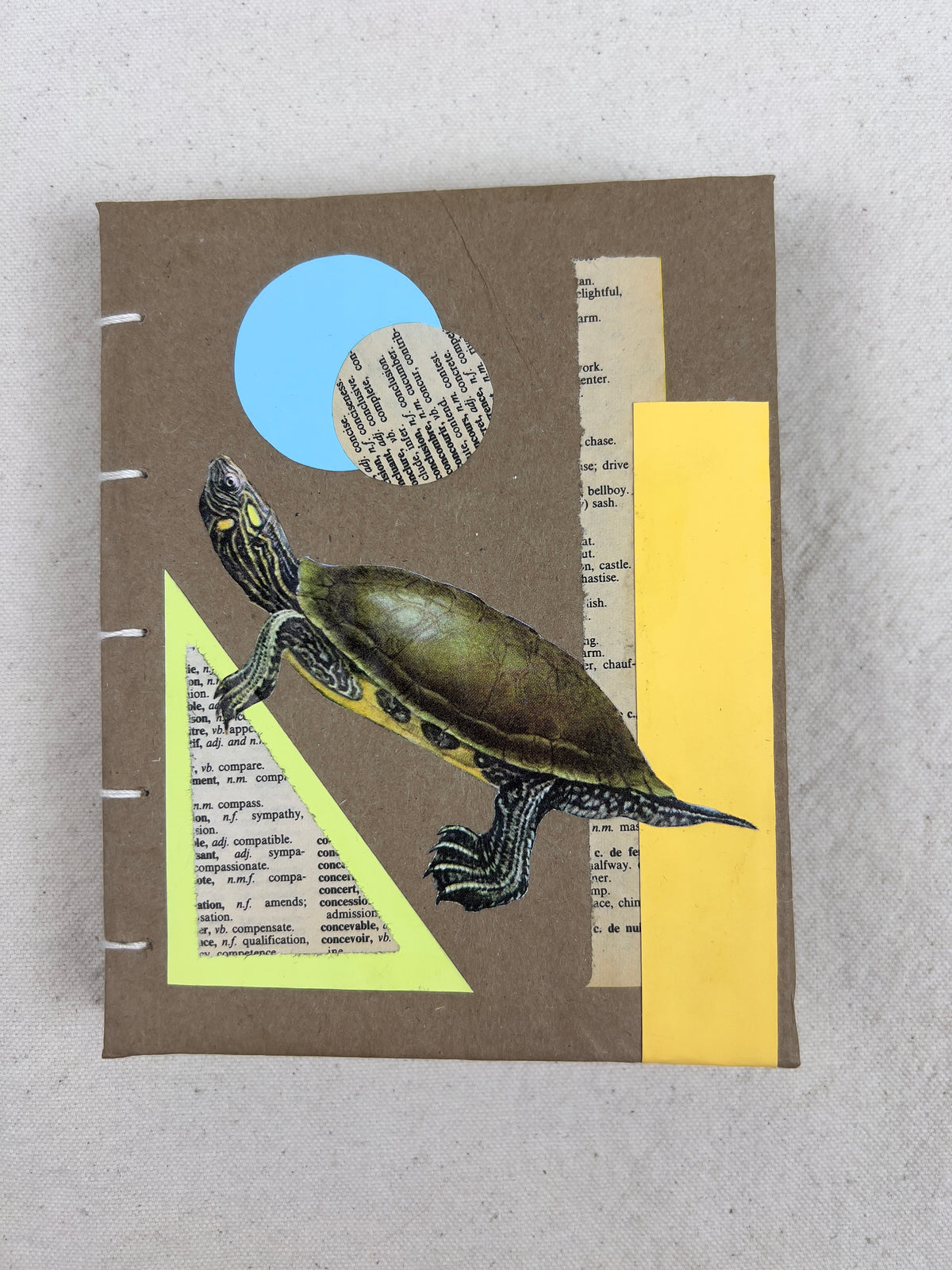 Peninsula Cooter Turtle Journal
