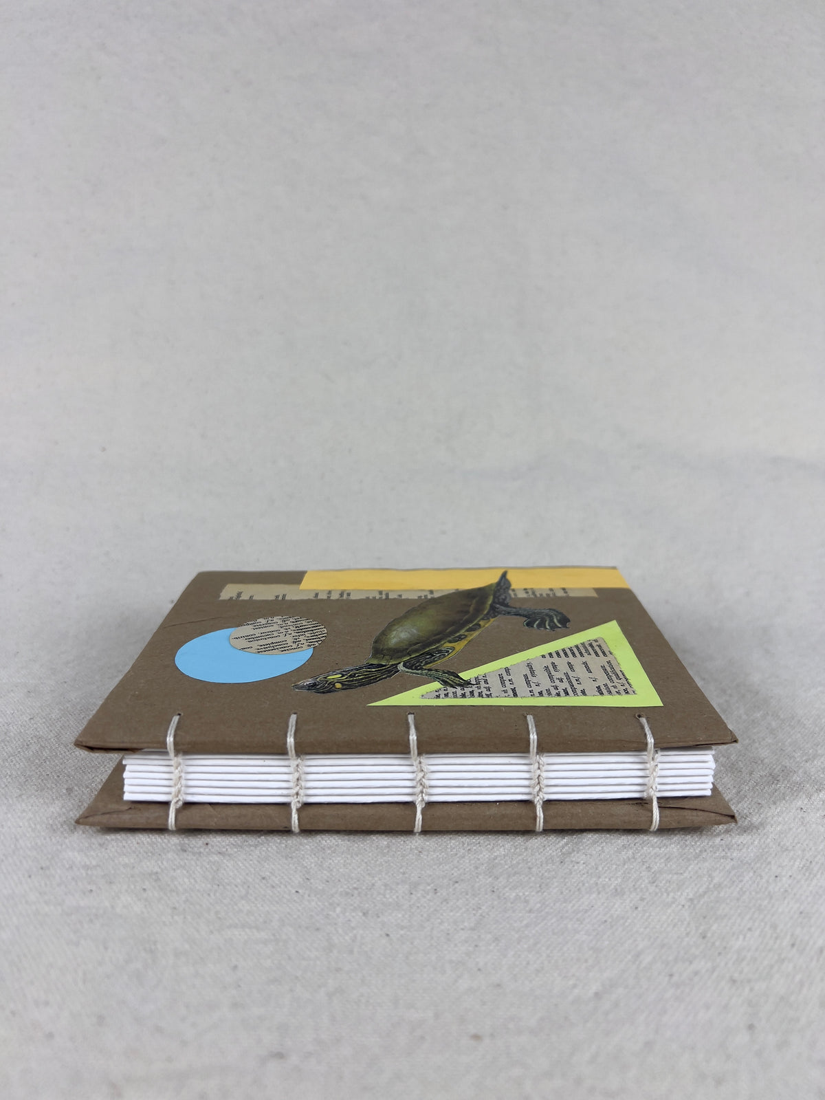 Peninsula Cooter Turtle Journal