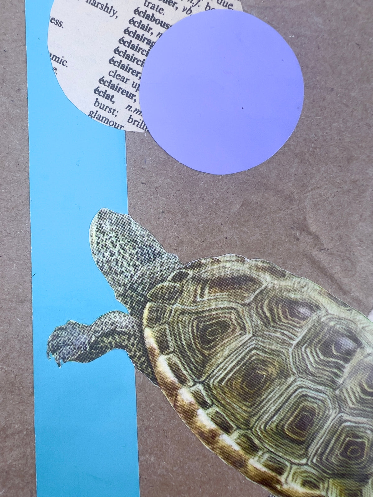 Terrapin Turtle Journal