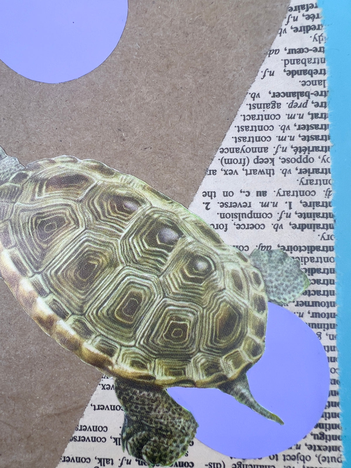 Terrapin Turtle Journal
