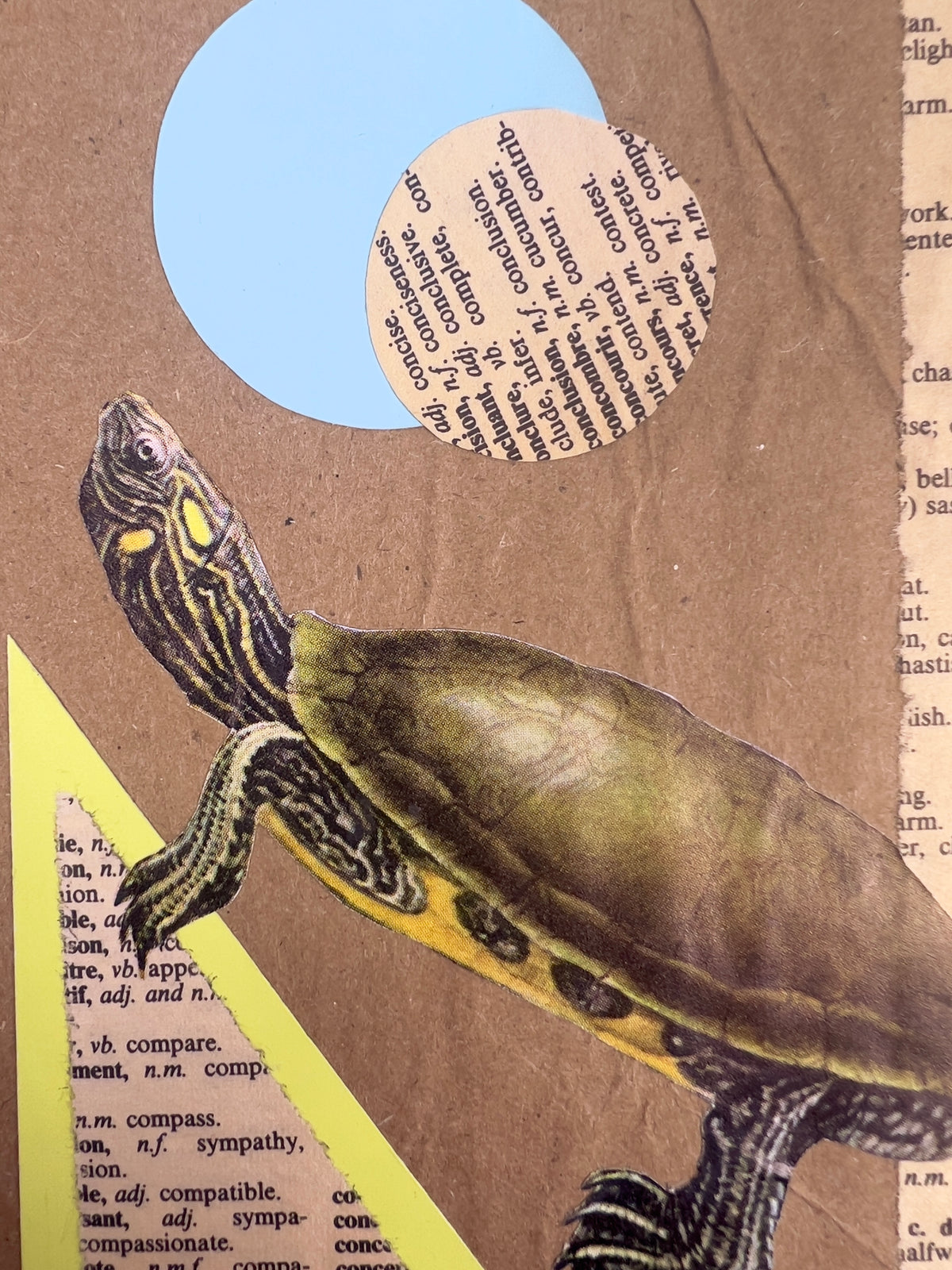 Peninsula Cooter Turtle Journal